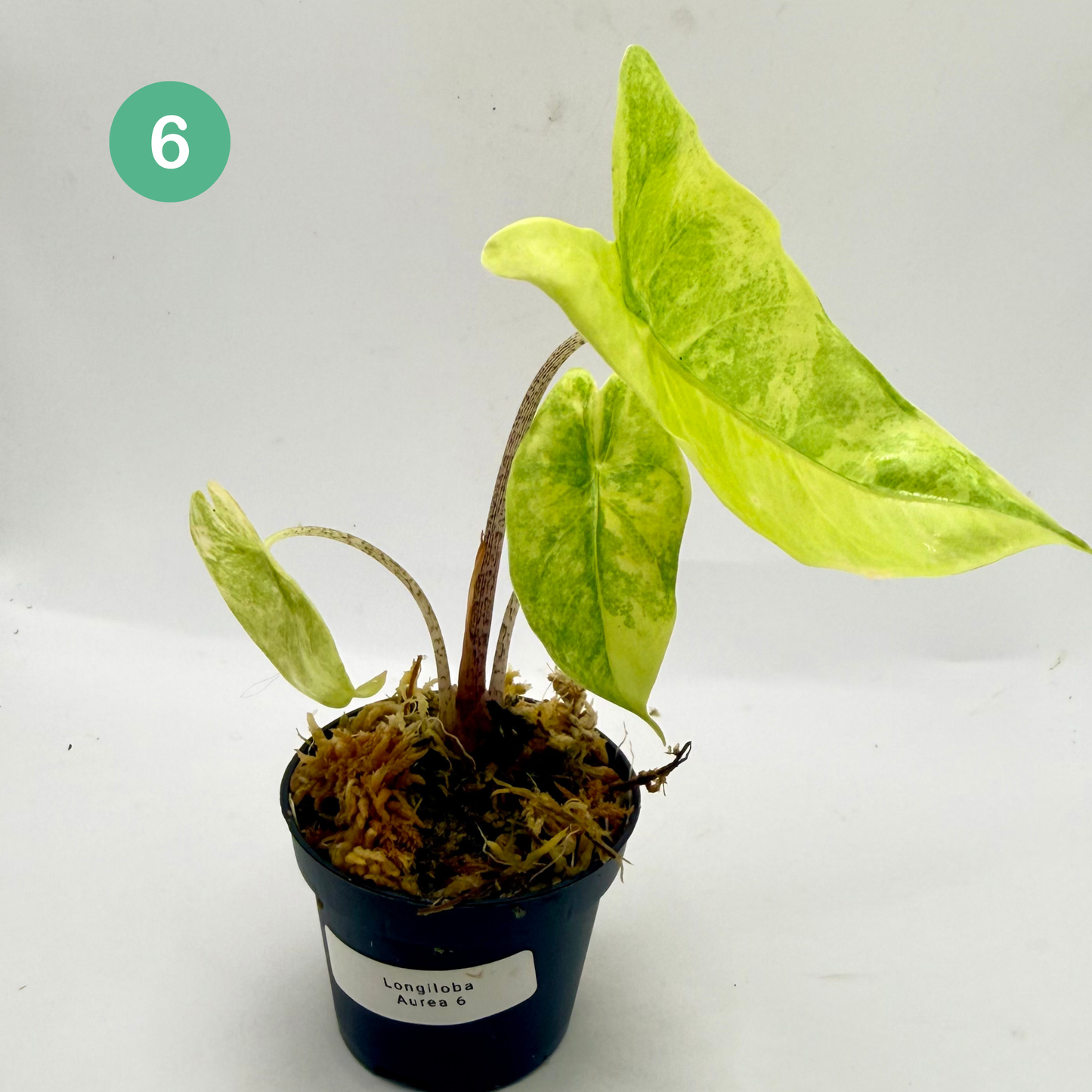 Alocasia Longiloba Aurea Variegata