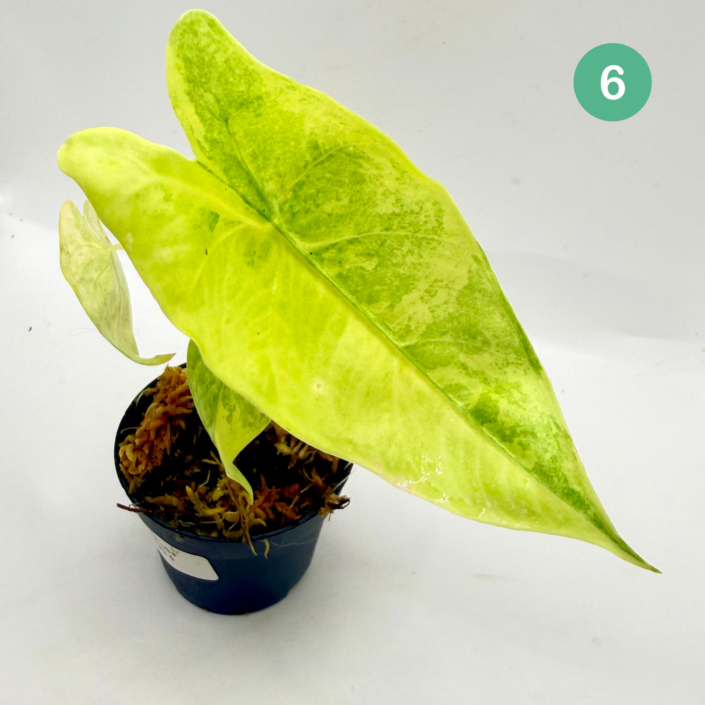 Alocasia Longiloba Aurea Variegata