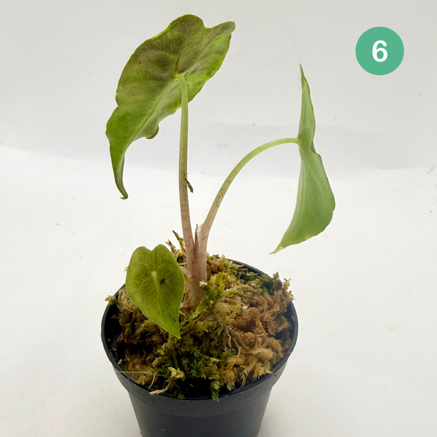 Alocasia Venom