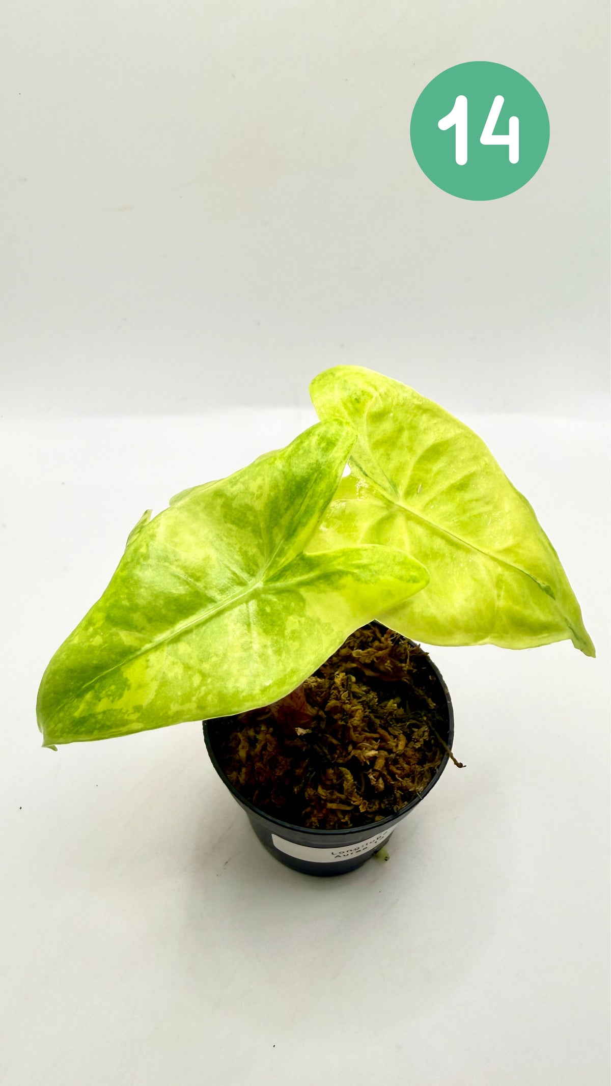 Alocasia Longiloba Aurea Variegata