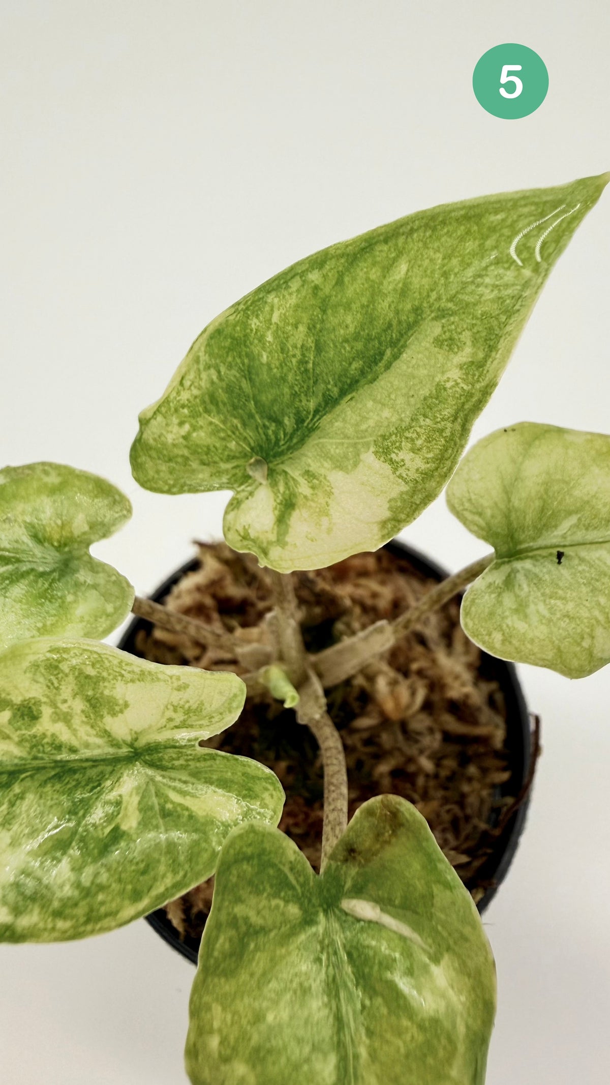 Alocasia Corazón Albo/Tricolor Variegata