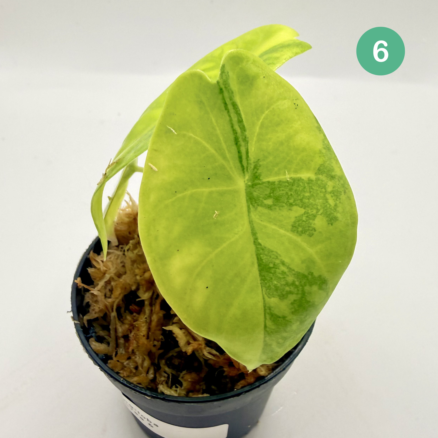 Alocasia Longiloba Aurea Variegata