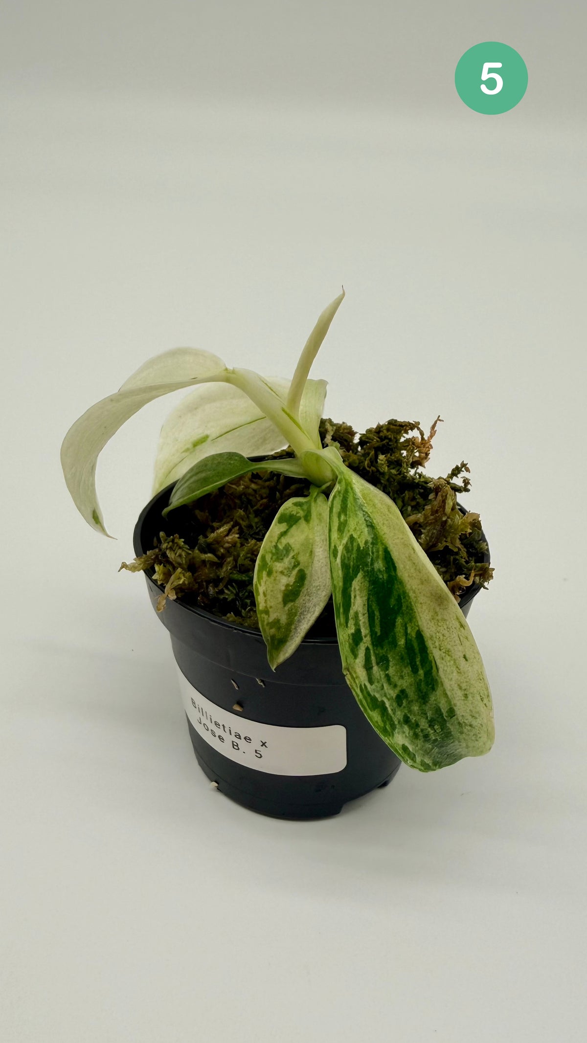 Philodendron Billietiae x José Buono Variegated