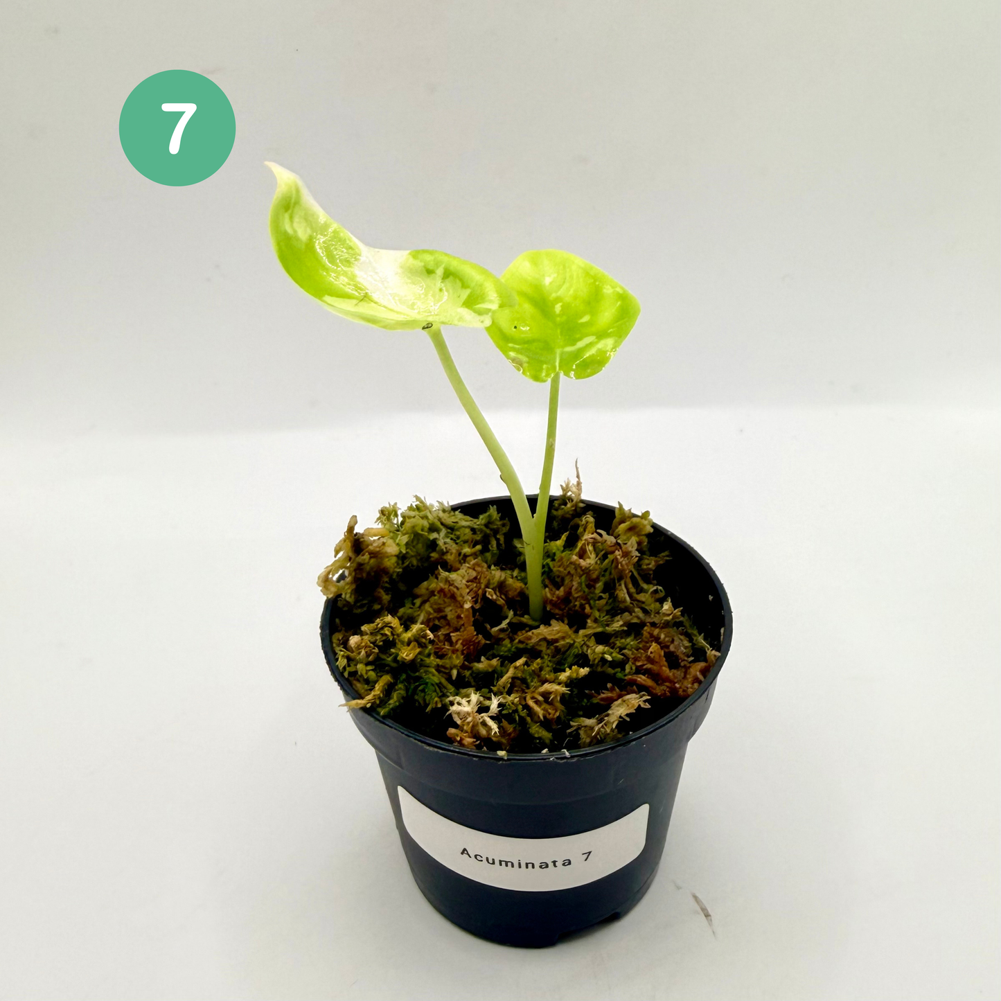 Alocasia Acuminata Albo Variegata