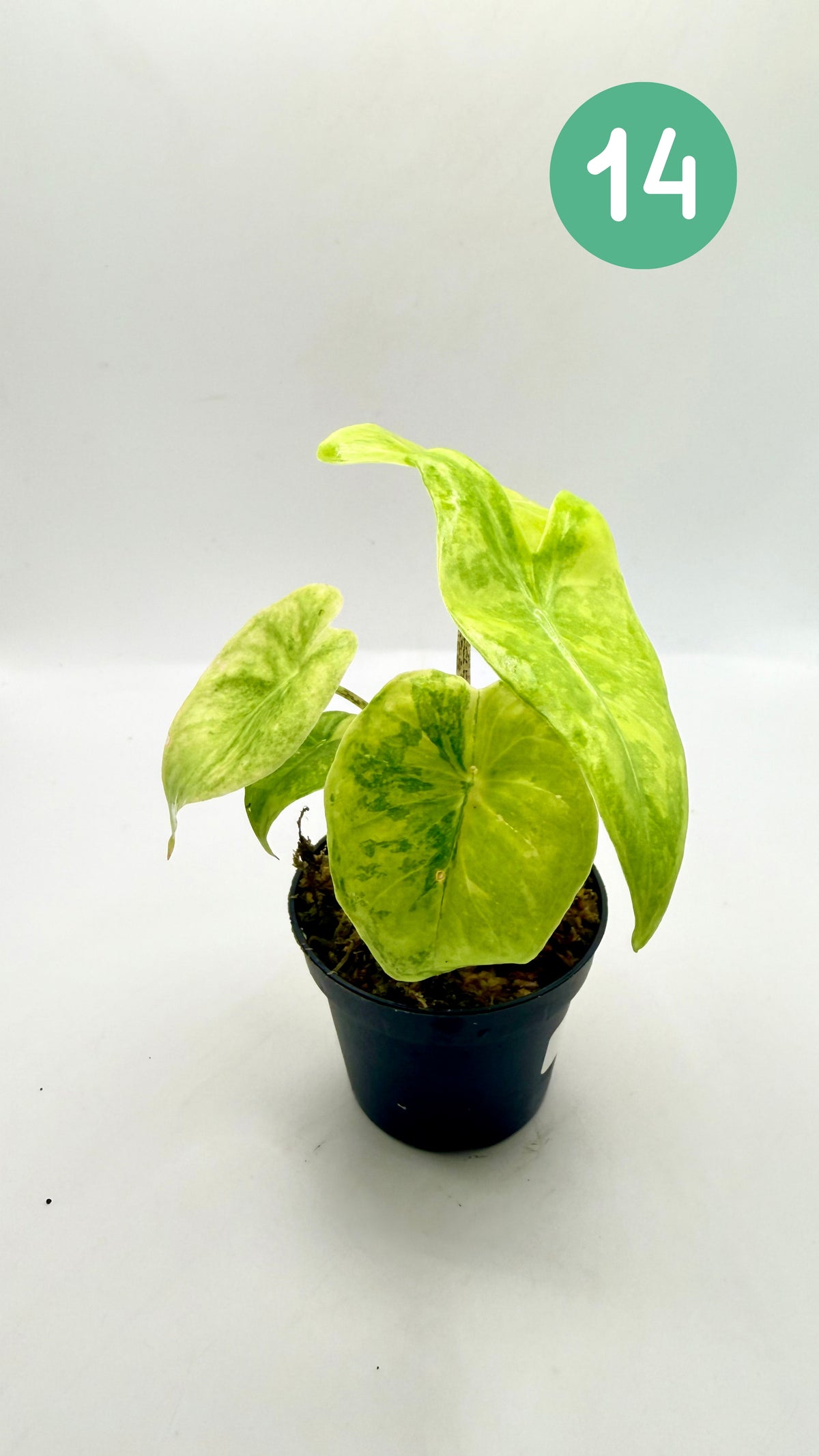 Alocasia Longiloba Aurea Variegata