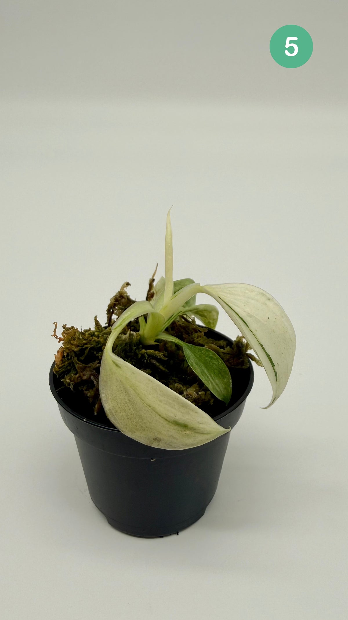 Philodendron Billietiae x José Buono Variegated
