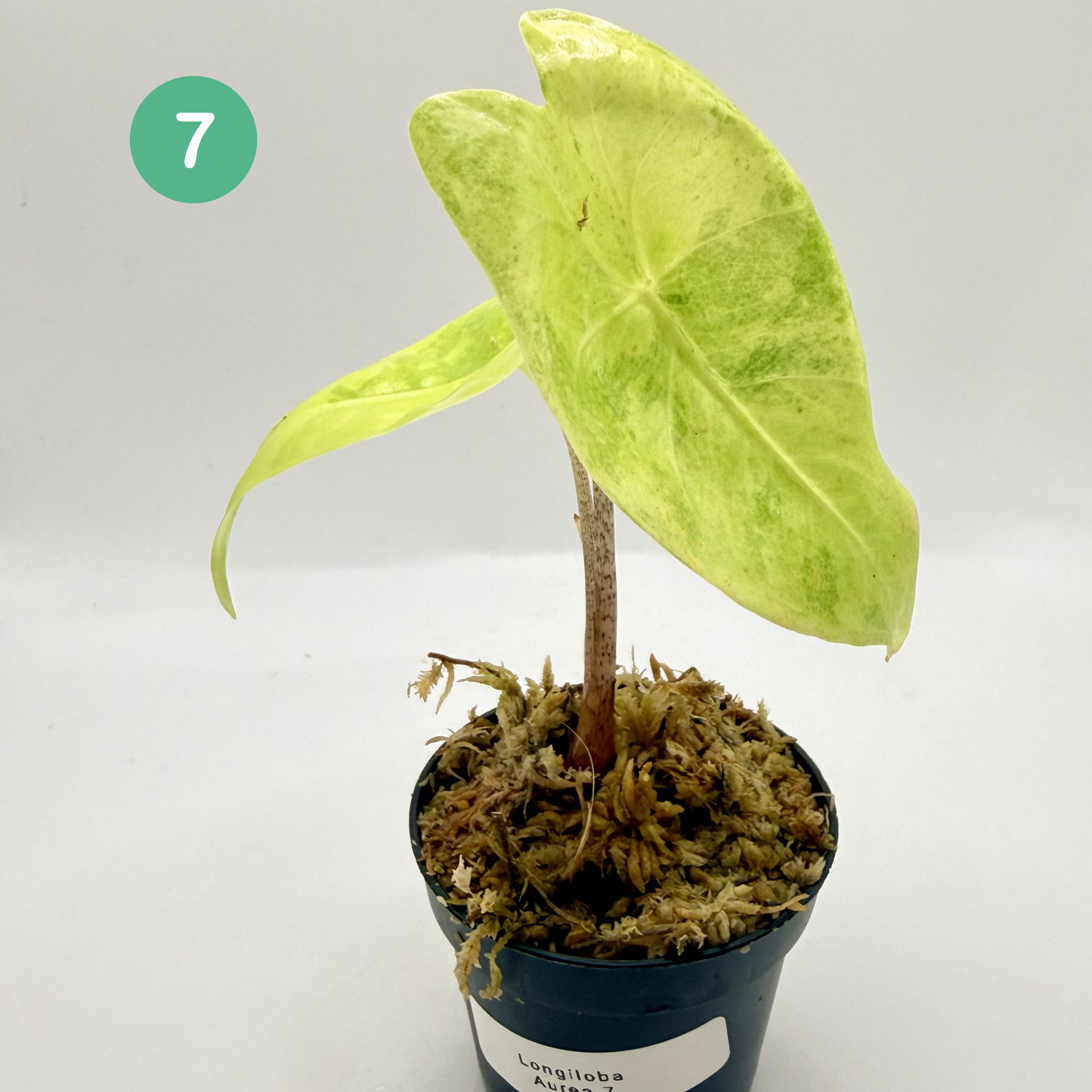 Alocasia Longiloba Aurea Variegata