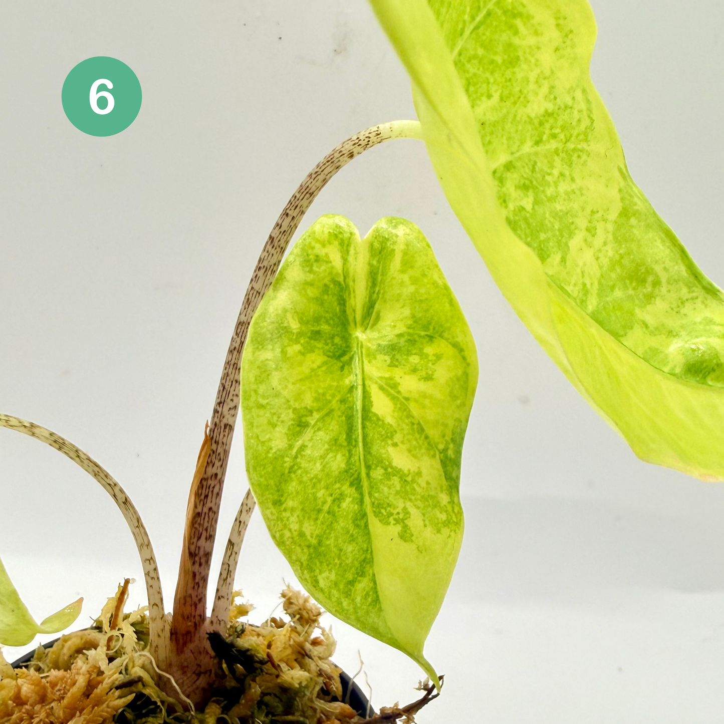 Alocasia Longiloba Aurea Variegata