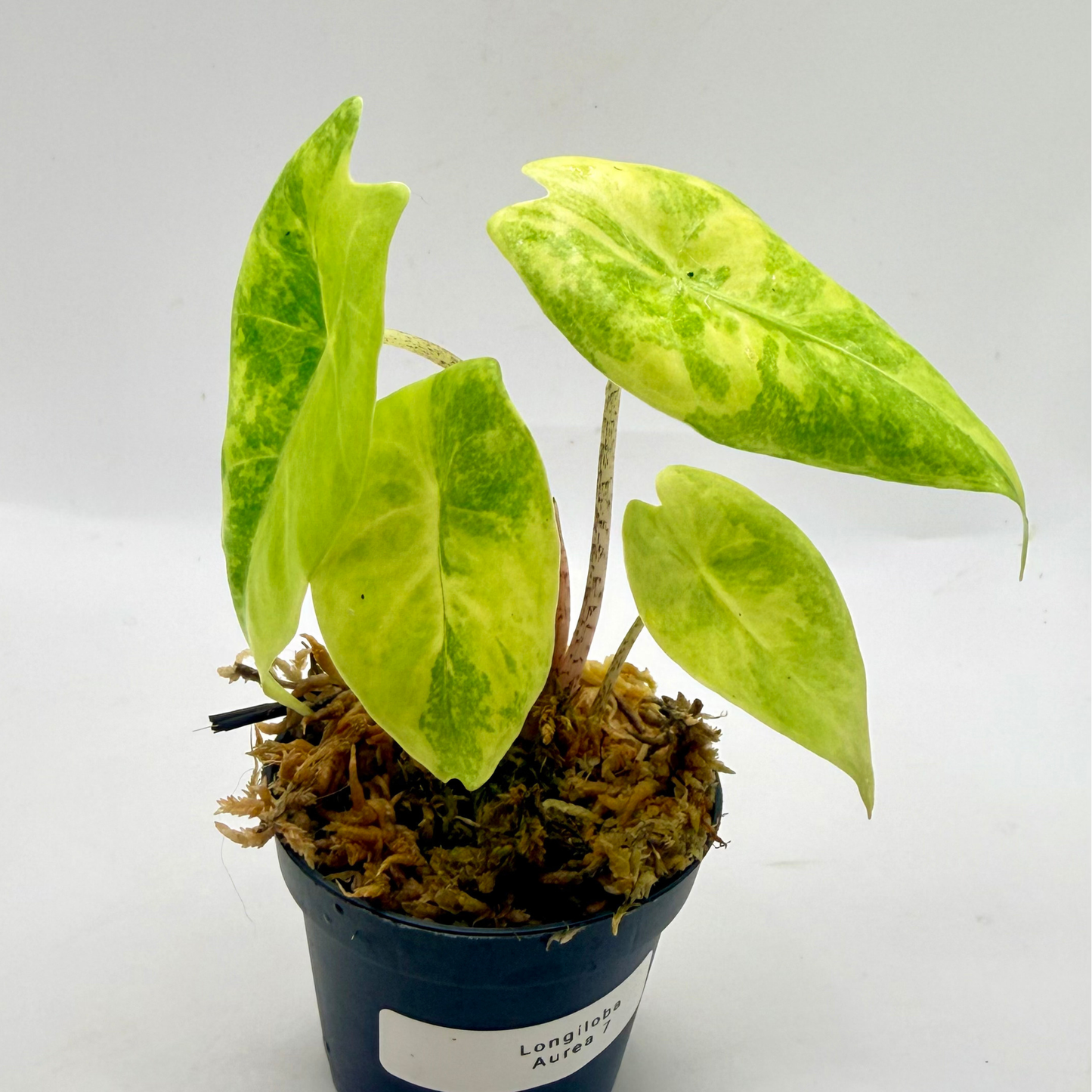 Alocasia Longiloba Aurea Variegata