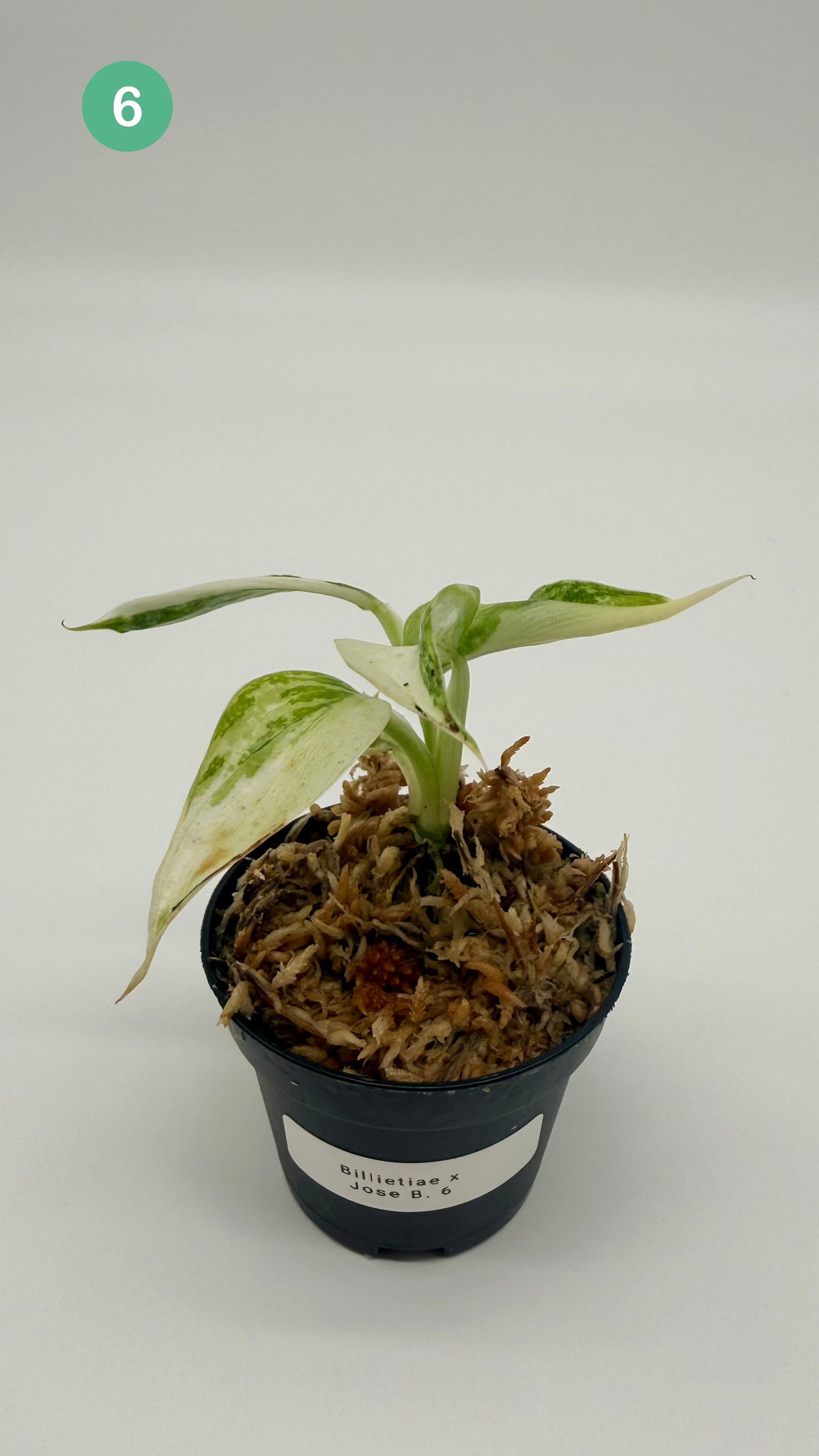 Philodendron Billietiae x José Buono Variegated