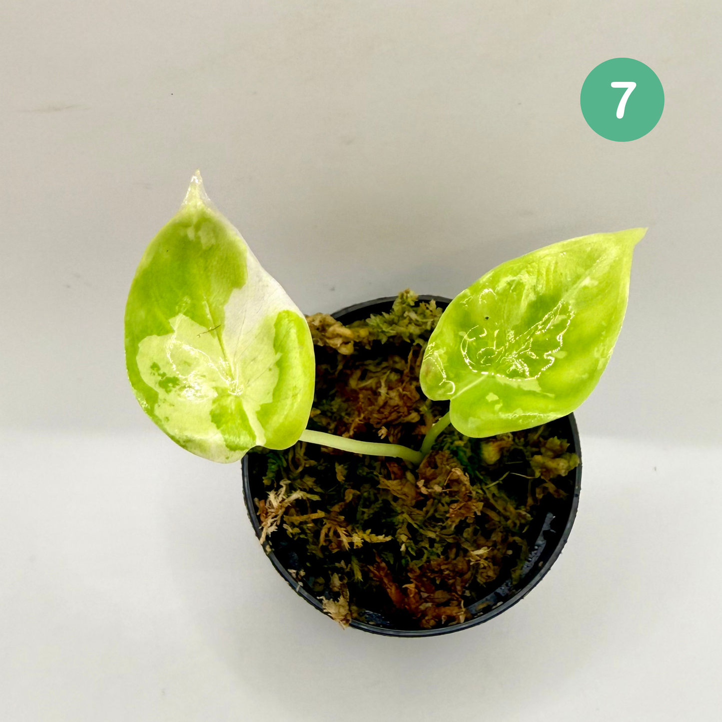 Alocasia Acuminata Albo Variegata