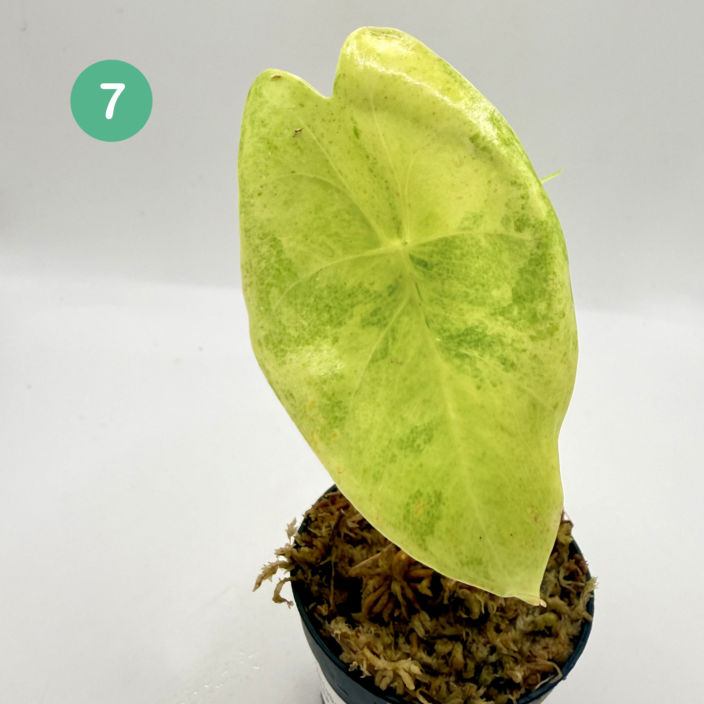 Alocasia Longiloba Aurea Variegata