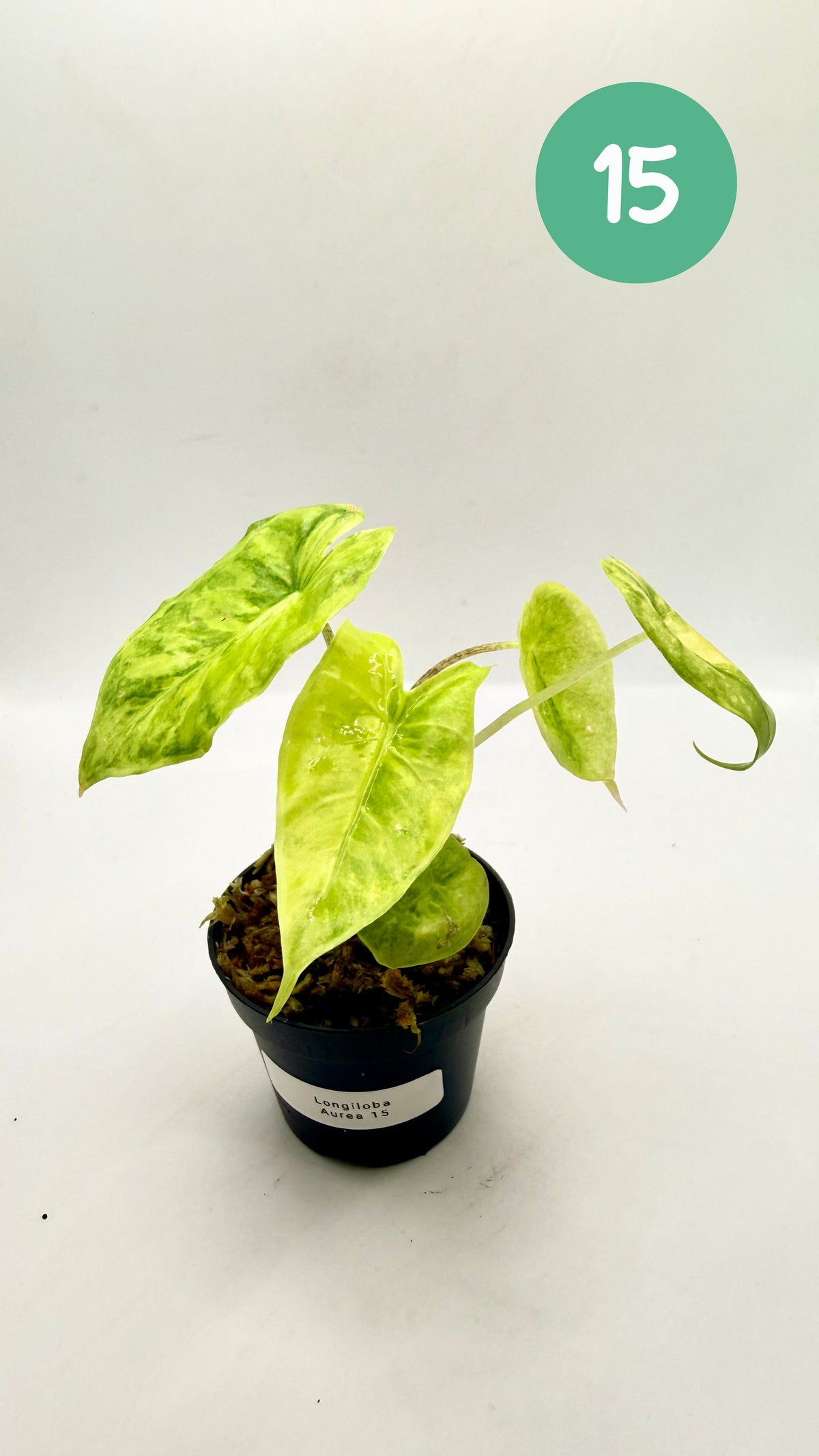 Alocasia Longiloba Aurea Variegata