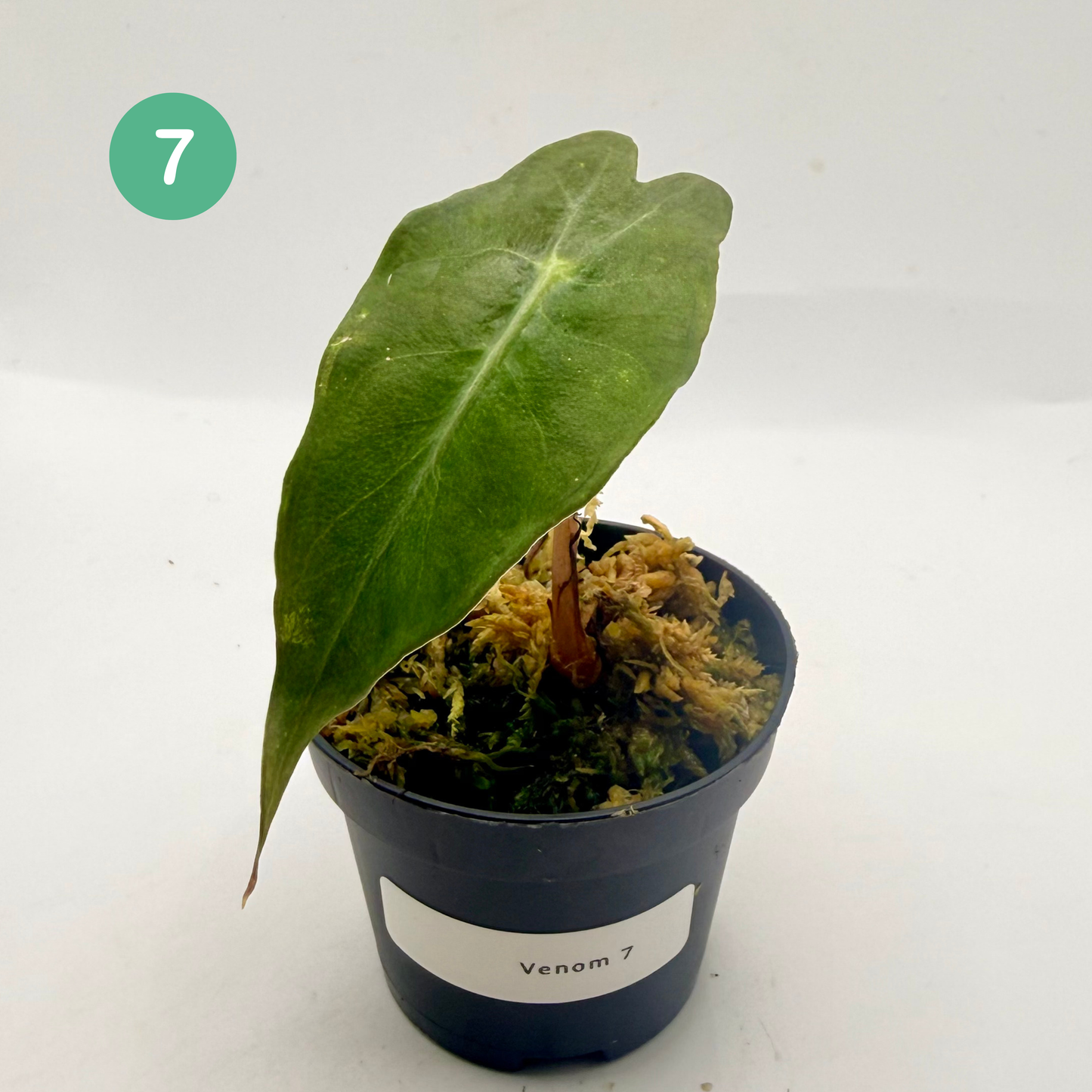 Alocasia Venom