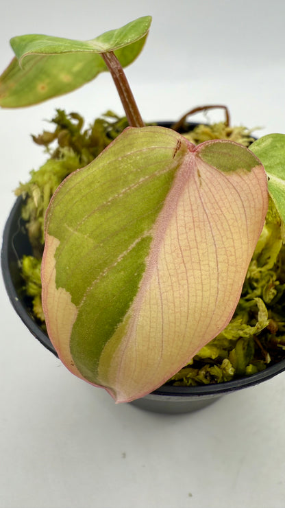 Philodendron Gloriosum Albo Variegated