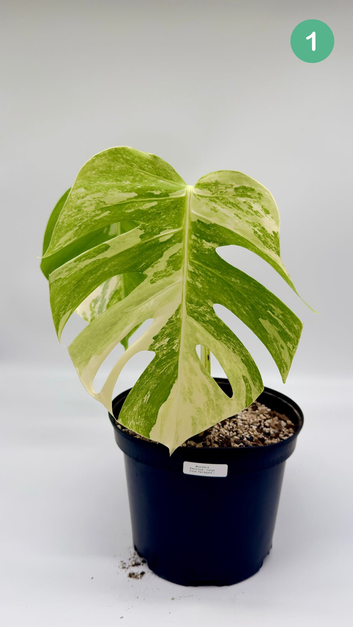 Monstera Deliciosa Variegated - Large Form