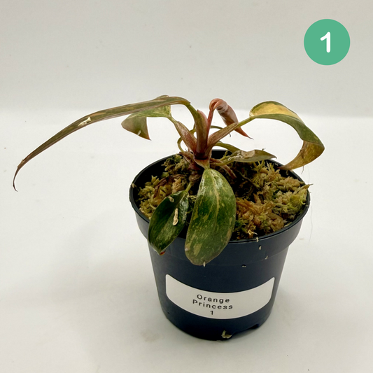 Philodendron Orange Princess Variegated