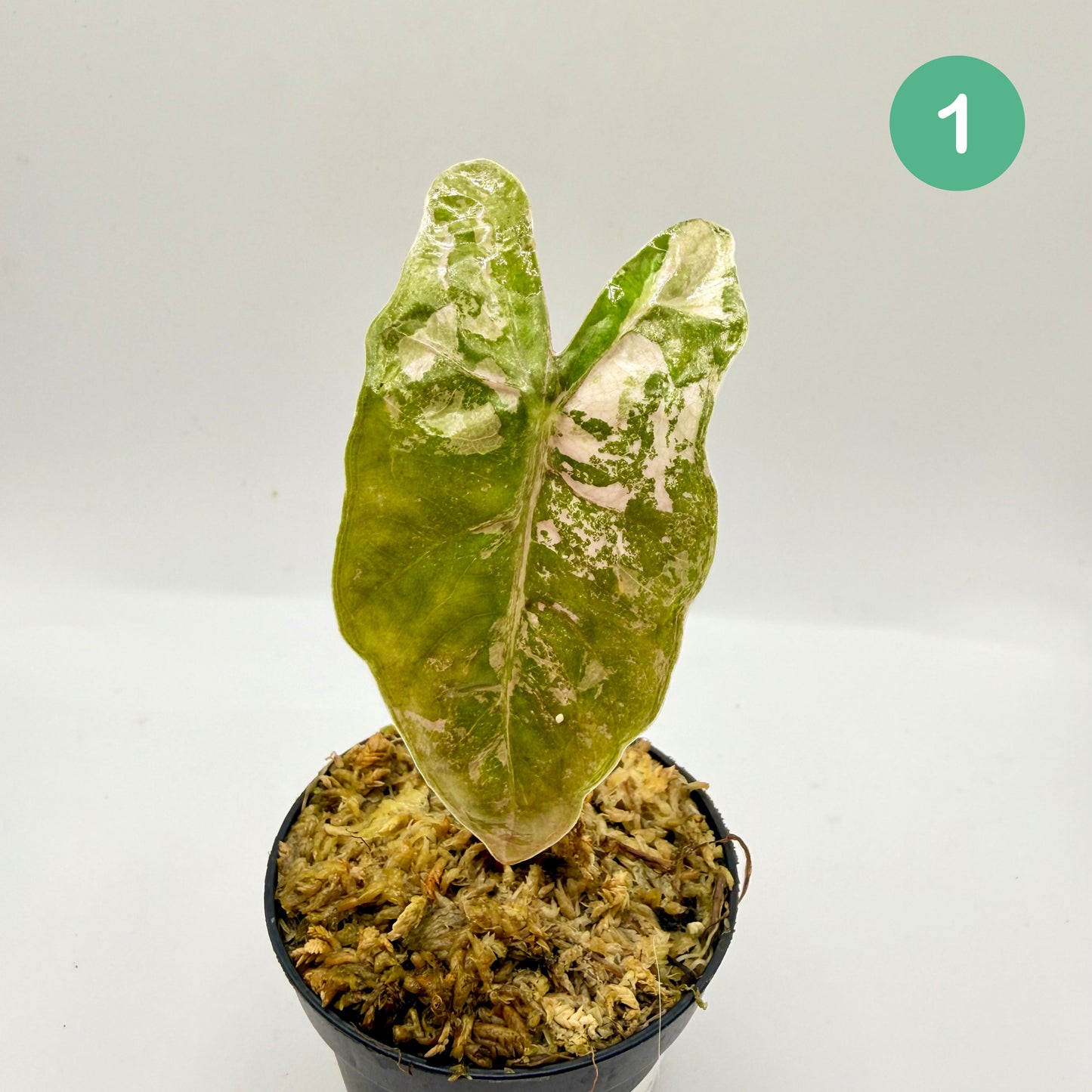 Alocasia Pseudo Sanderiana Albo/Pink Variegata