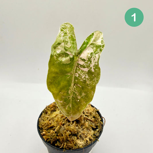 Alocasia Pseudo Sanderiana Albo/Pink Variegata