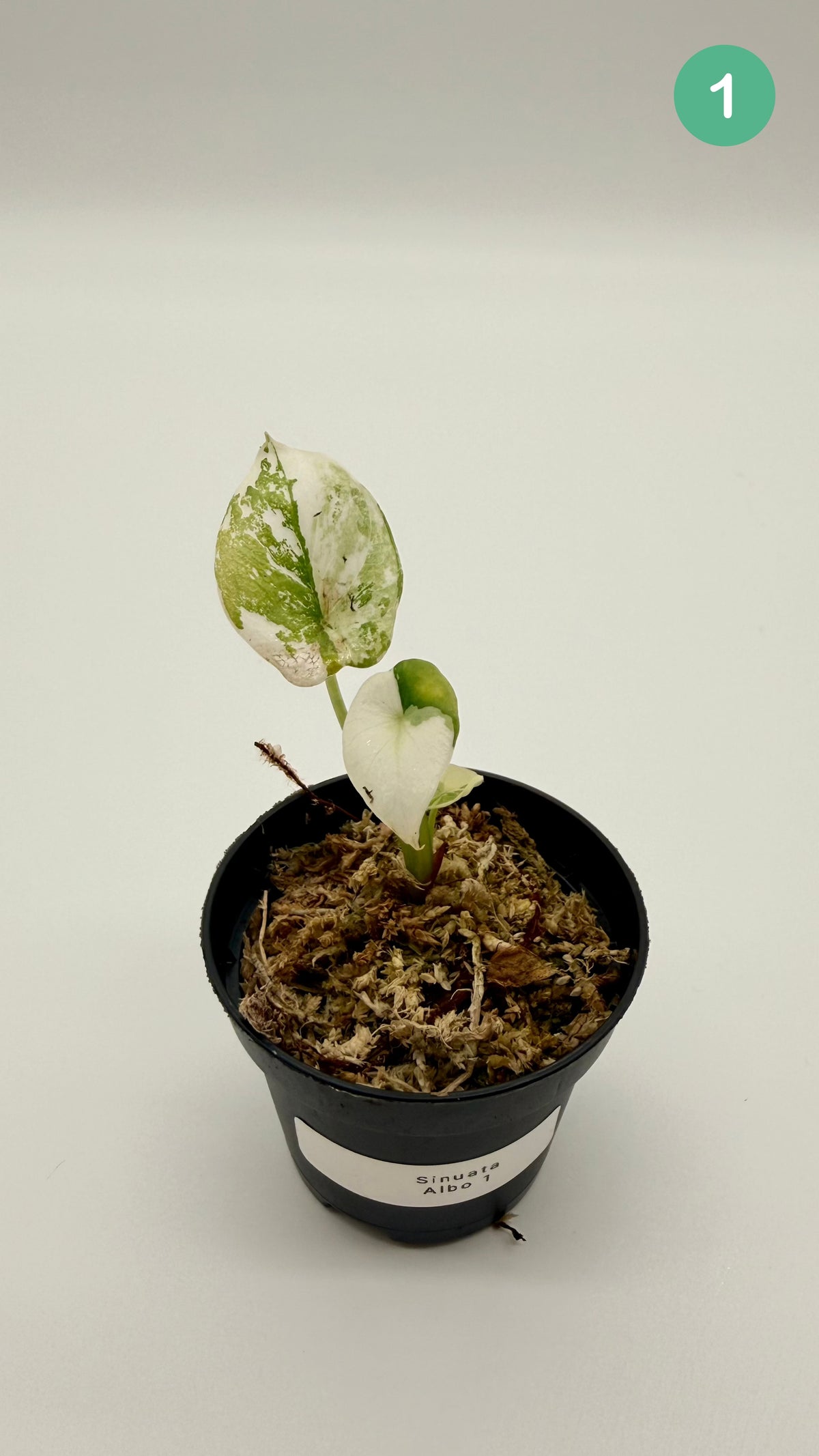 Alocasia Sinuata Albo Variegata