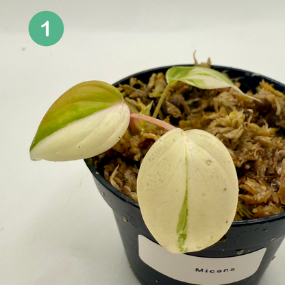 Philodendron Micans Pink/Aurea/Albo Variegated