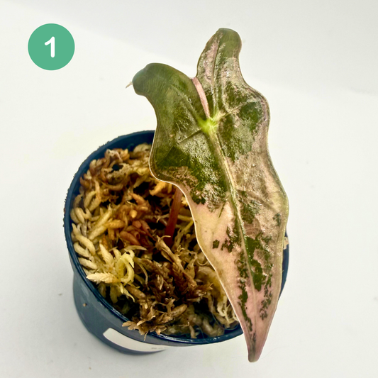 Alocasia Sanderiana Nobilis Pink Variegata