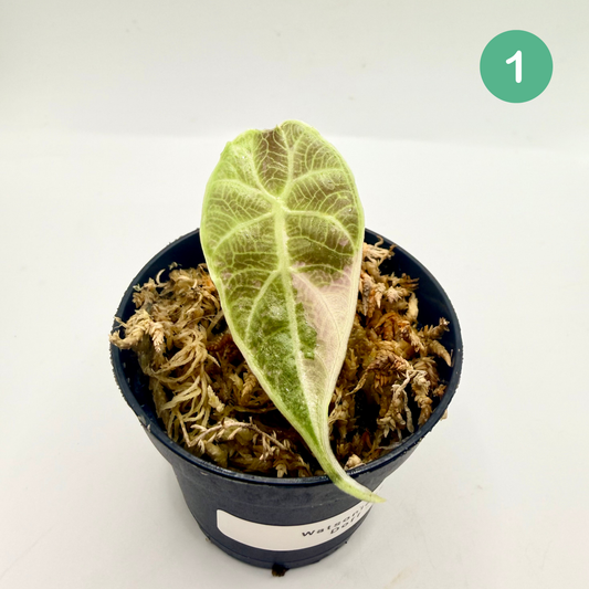 Alocasia Watsoniana Doff - Albo/Pink Variegata