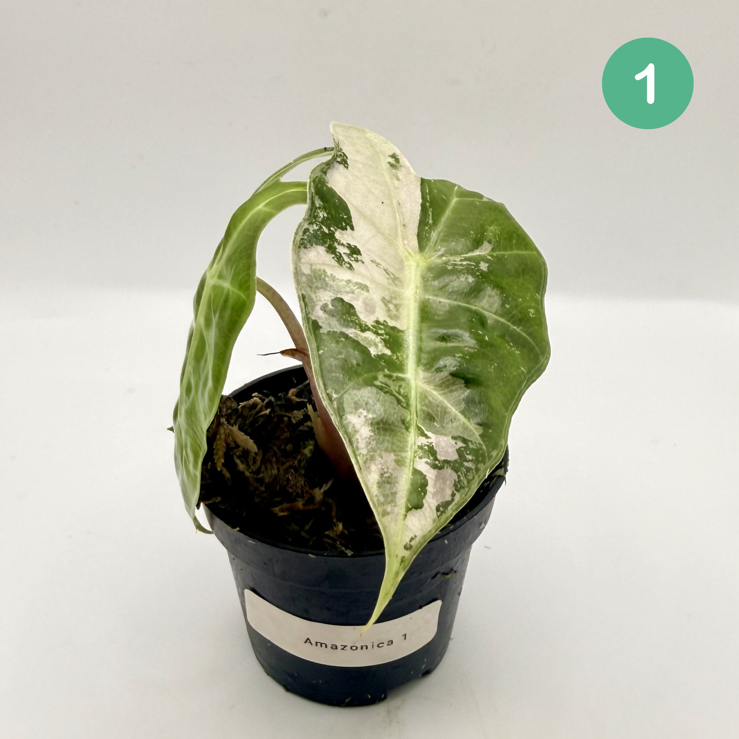 Alocasia Amazonica Pink/Albo Variegata