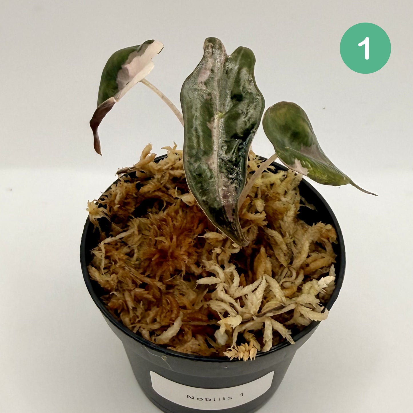 Alocasia Sanderiana Nobilis Pink Variegata