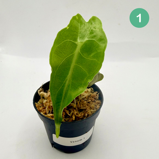 Alocasia Venom