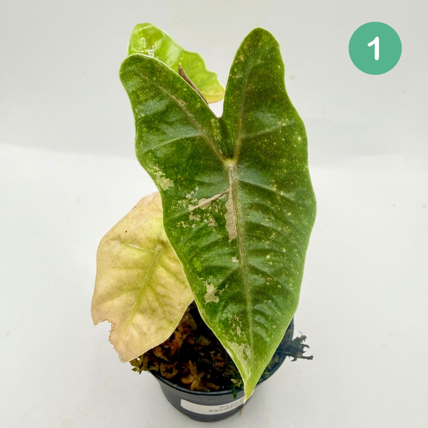 Alocasia Pseudo Sanderiana Albo/Pink Variegata
