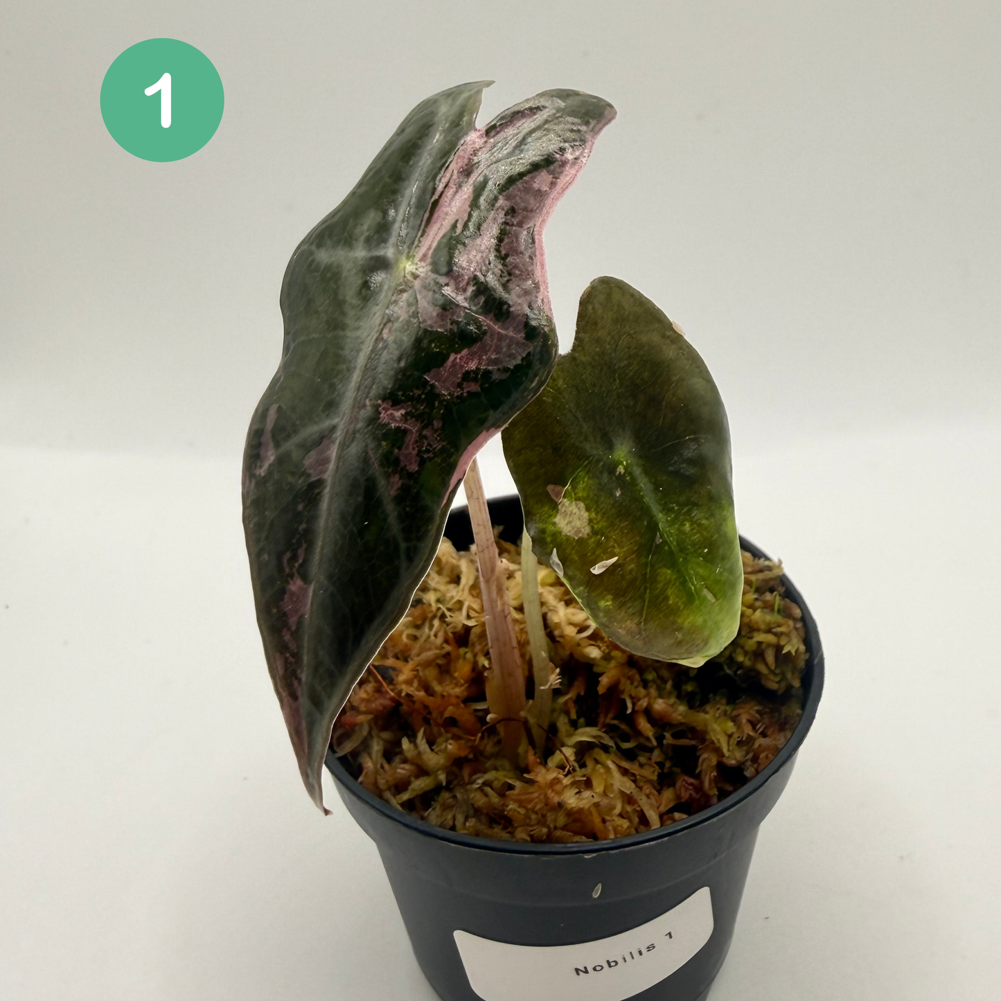 Alocasia Sanderiana Nobilis Pink Variegata