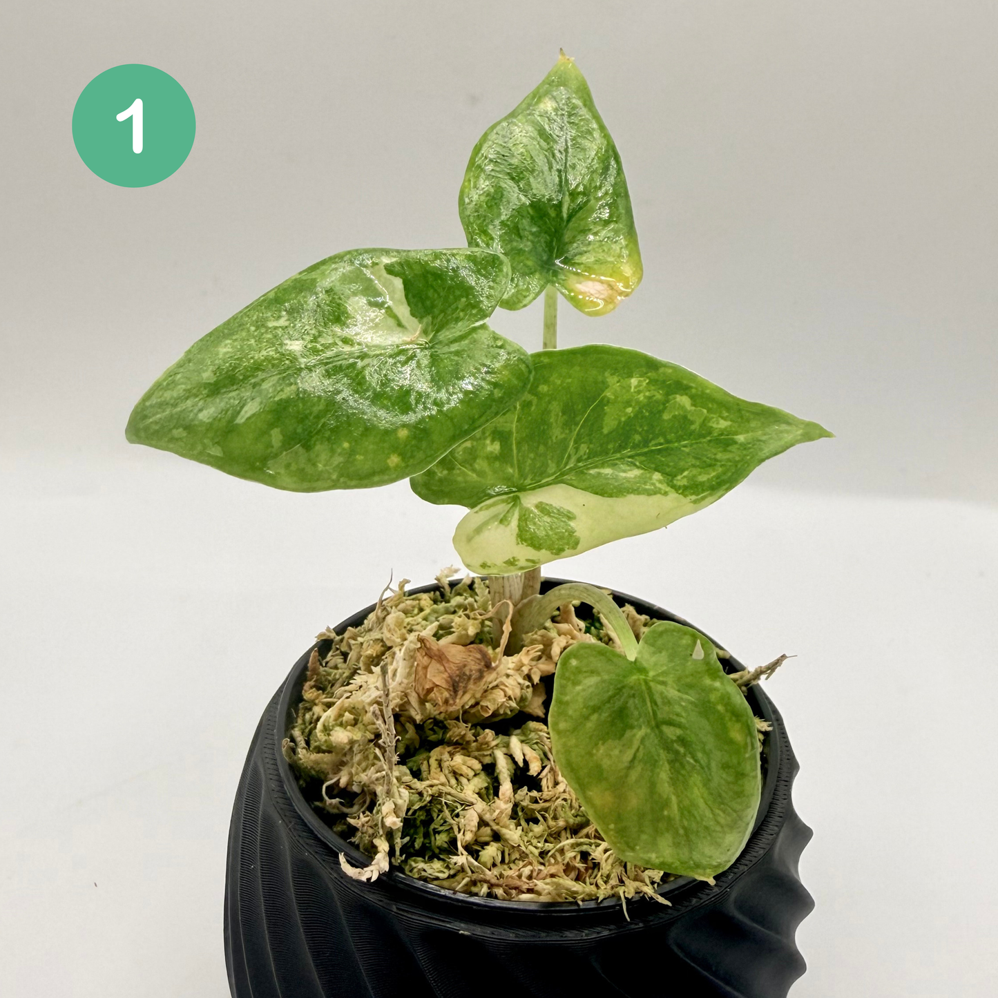 Alocasia Corazón Albo Variegata