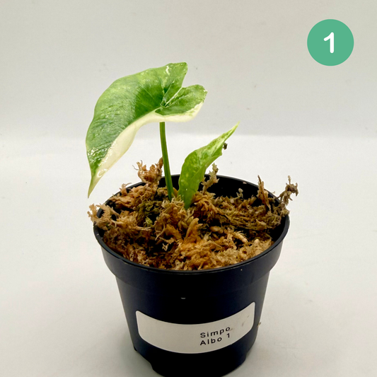 Alocasia Simpo Albo Variegata
