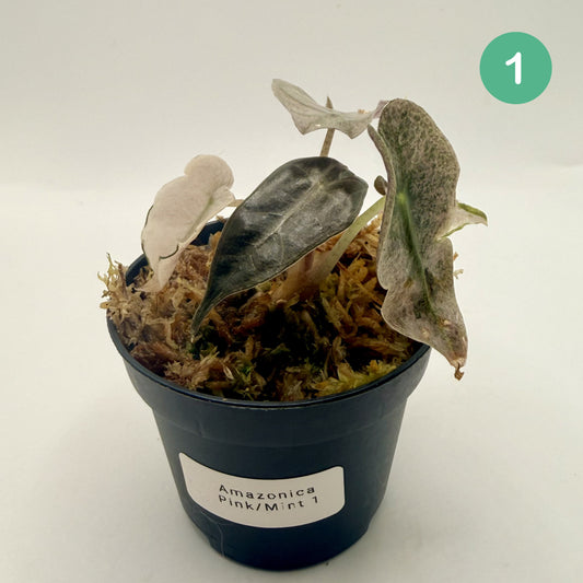 Alocasia Amazônica Mint/Pink (Ghost) Variegata