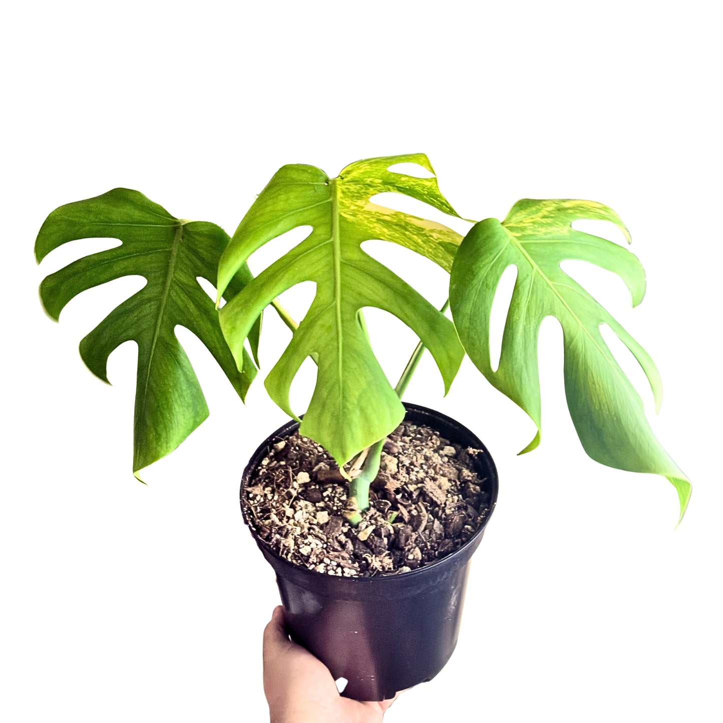 Monstera  Aurea Variegata