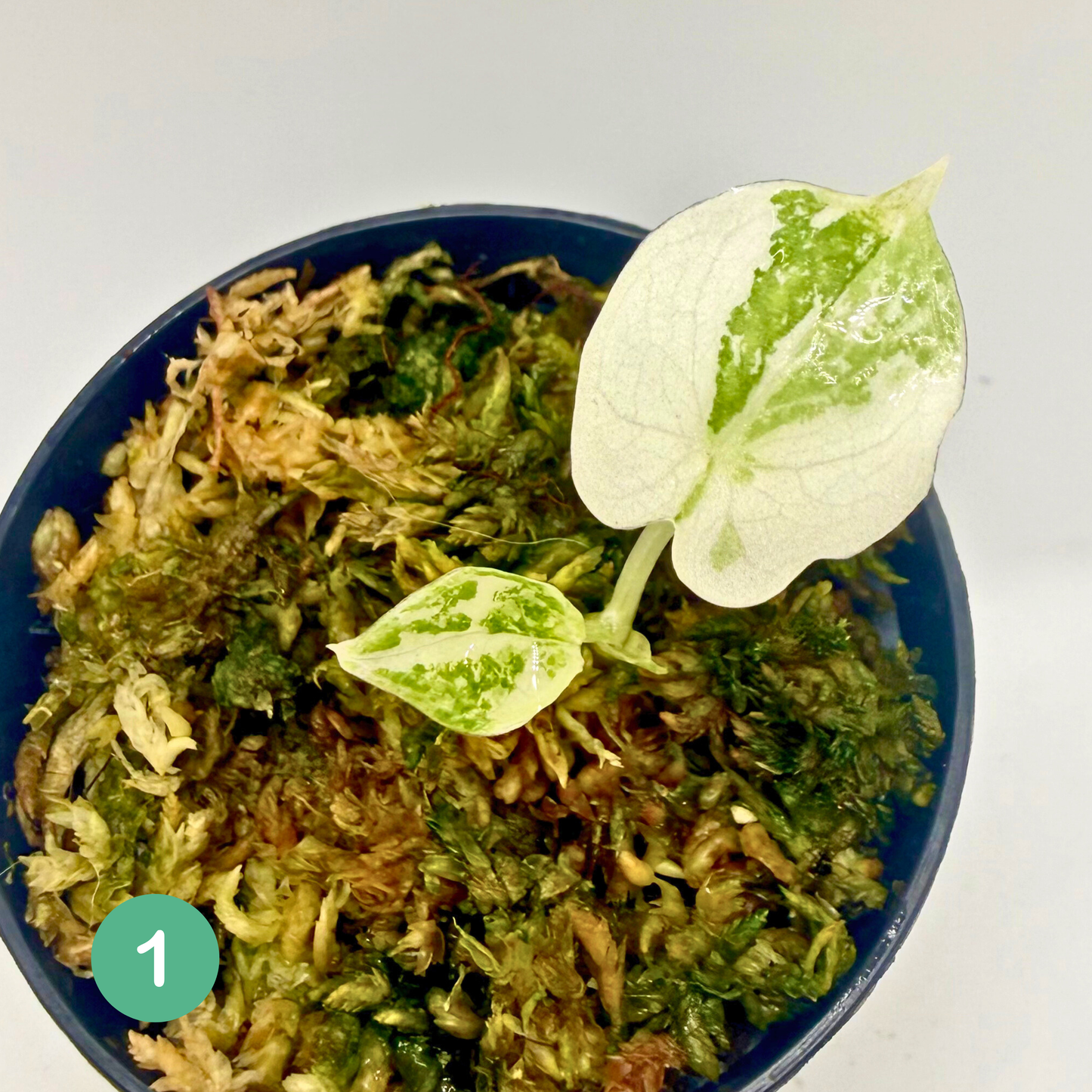 Alocasia Melo Albo Variegata