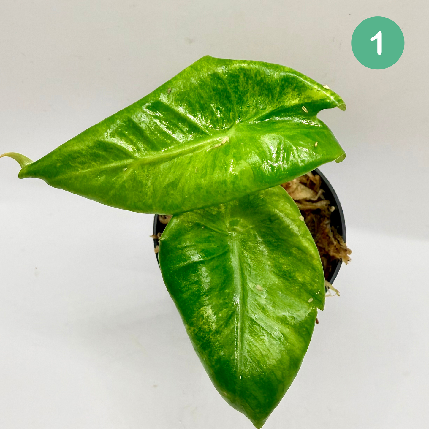 Alocasia Pink Dragon Aurea Variegata