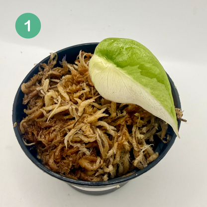 Alocasia Pink Dragon Albo Variegata