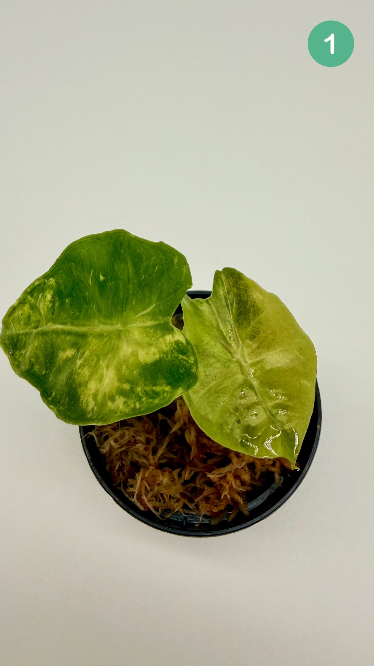 Alocasia Polly Aurea Variegata