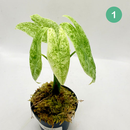 Alocasia Longiloba Mottled Variegata