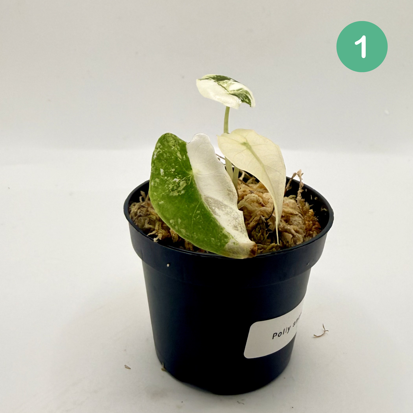 Alocasia Polly Snowflake Pink/Albo Variegata