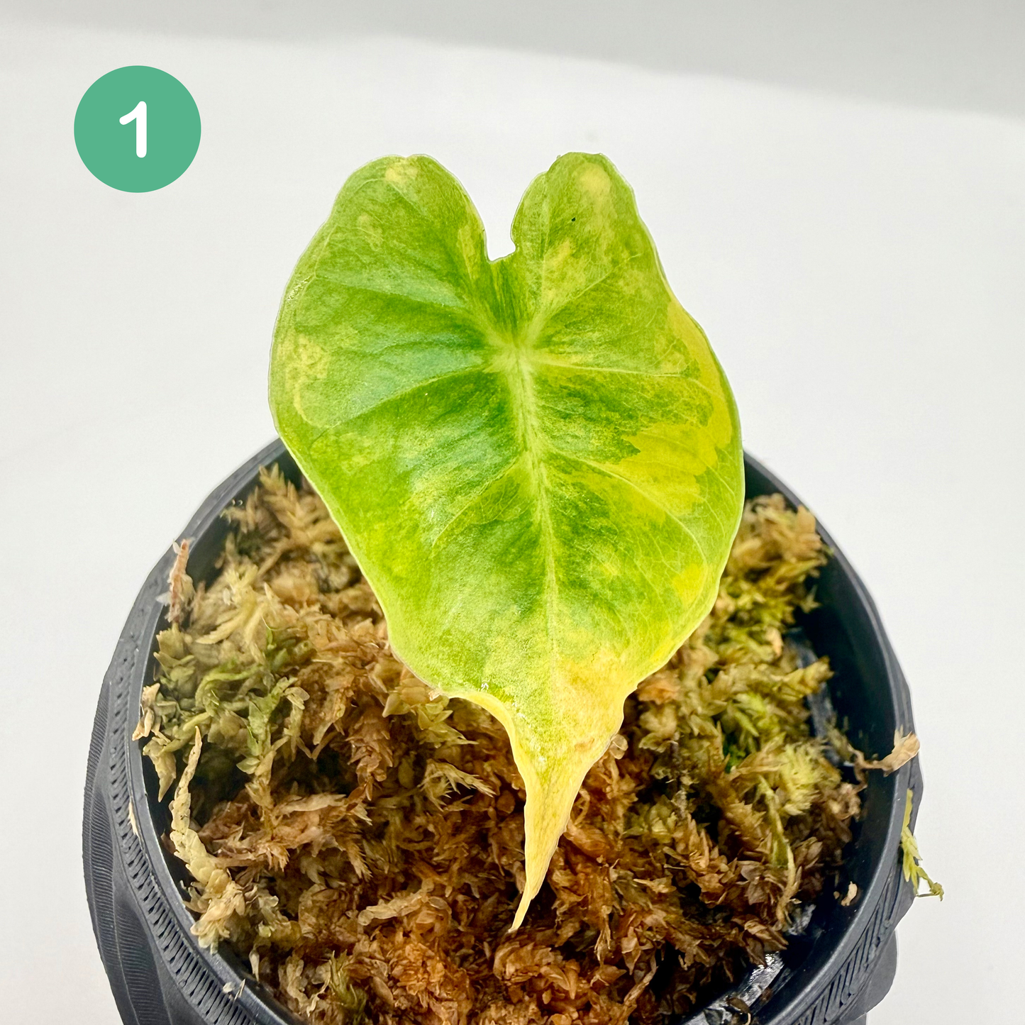 Alocasia Frydek Dorayaki - London Eye - Aurea Variegata
