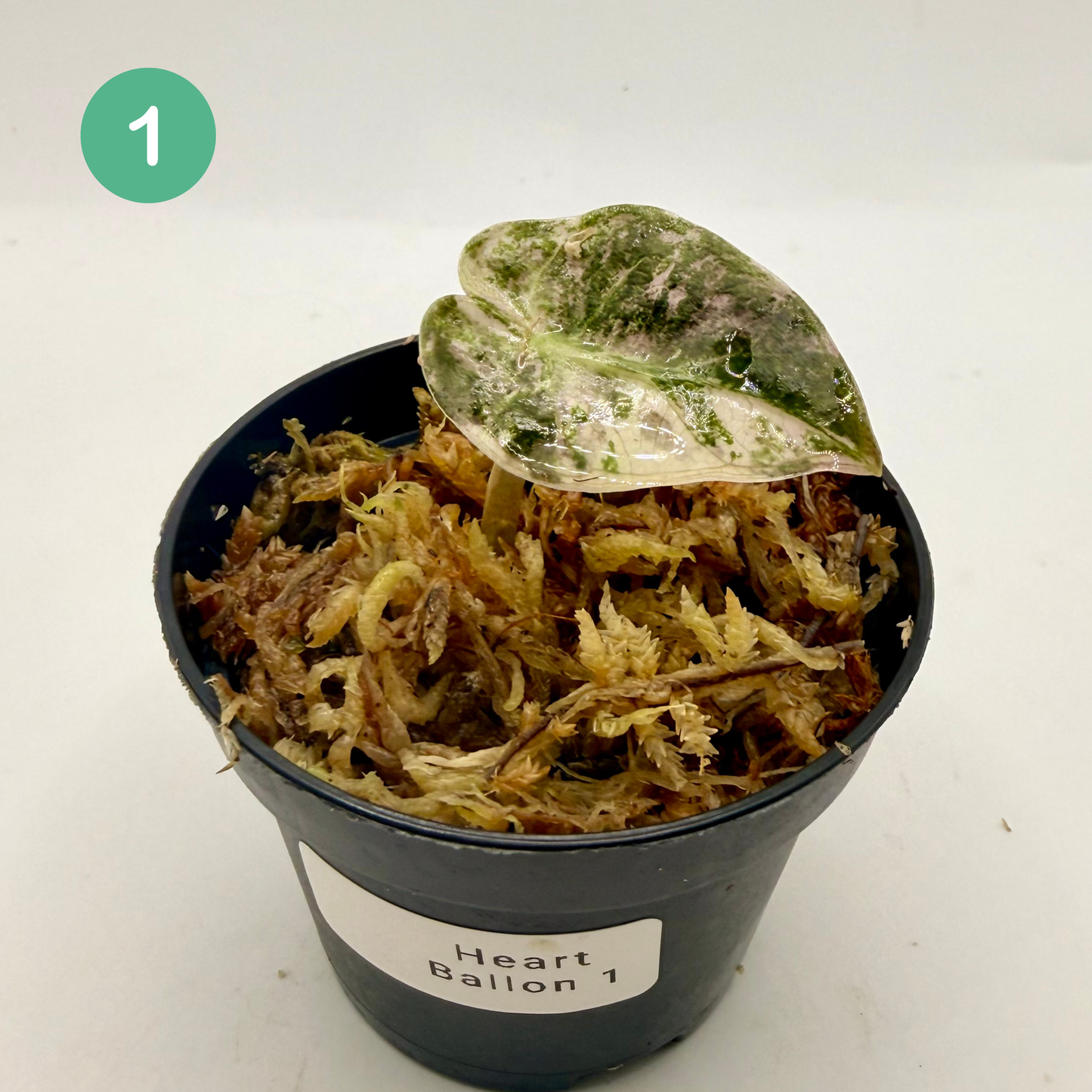 Alocasia Heart Balloon Pink/Albo Variegata