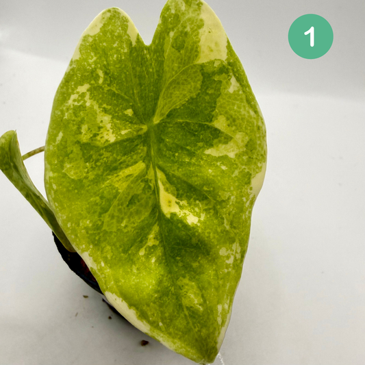 Alocasia Longiloba Aurea Variegata