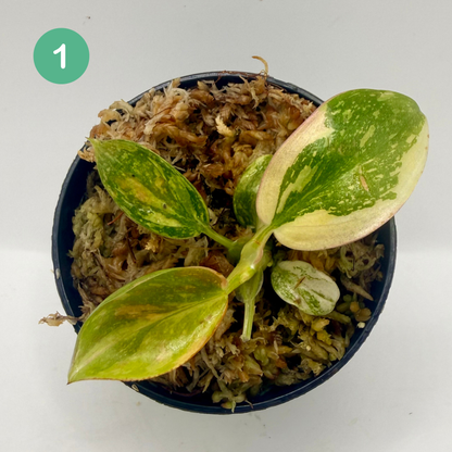 Philodendron Green Congo Variegated