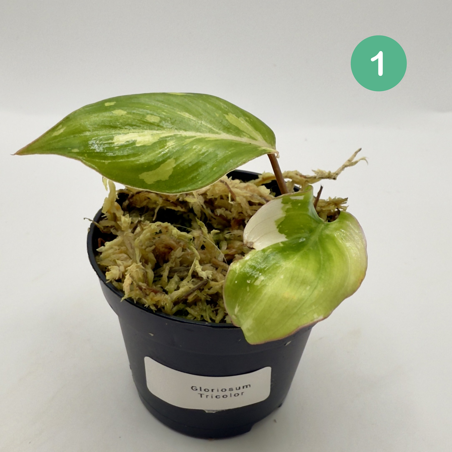 Philodendron Gloriosum Tricolor/Galaxy Variegated
