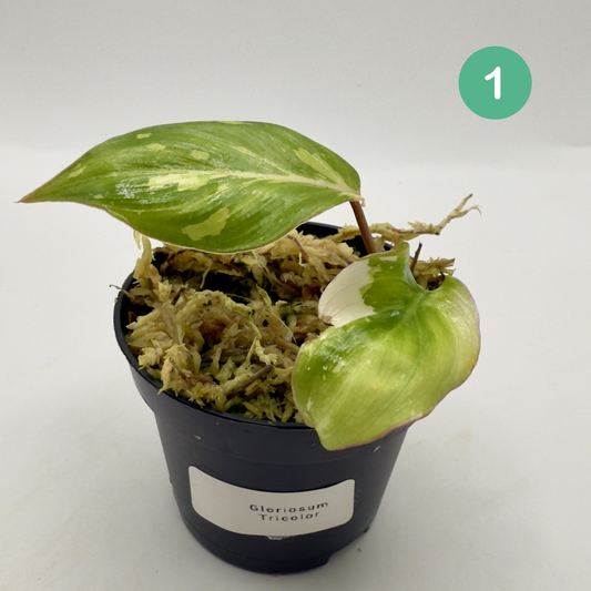 Philodendron Gloriosum Tricolor/Galaxy Variegated