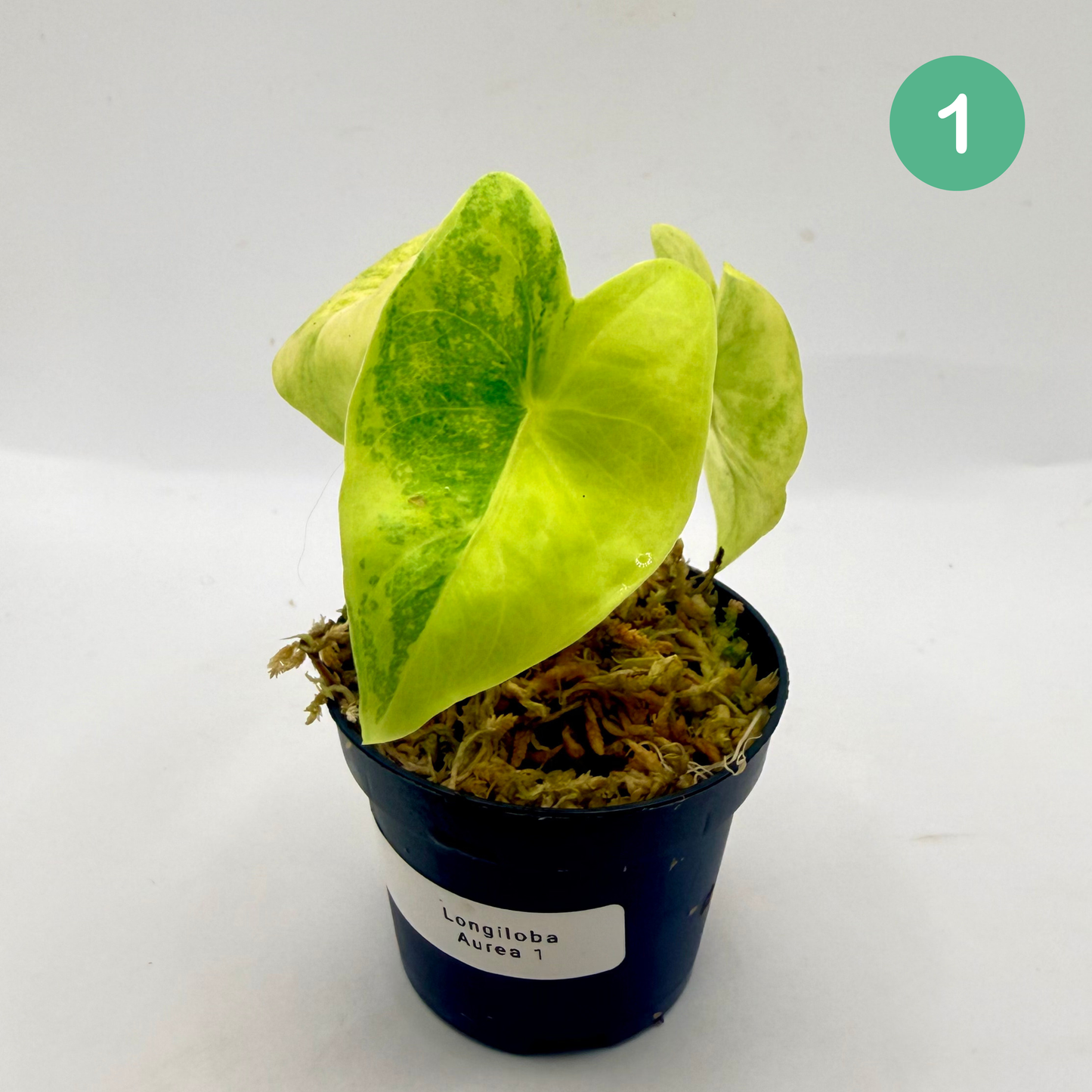 Alocasia Longiloba Aurea Variegata