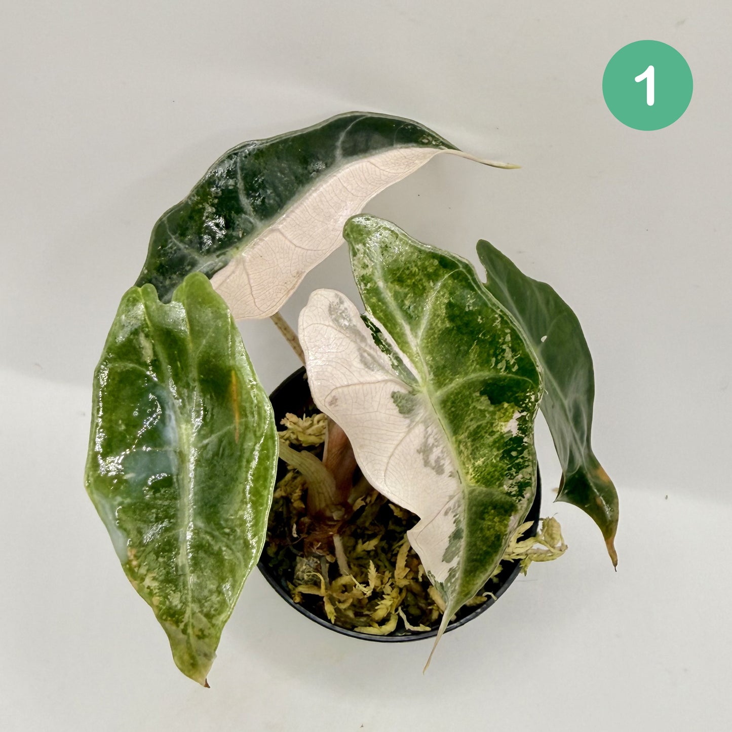 Alocasia Polly Snowflake Pink/Albo Variegata